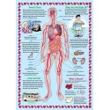Vital Organs - Ravensburger 300 Piece Puzzle